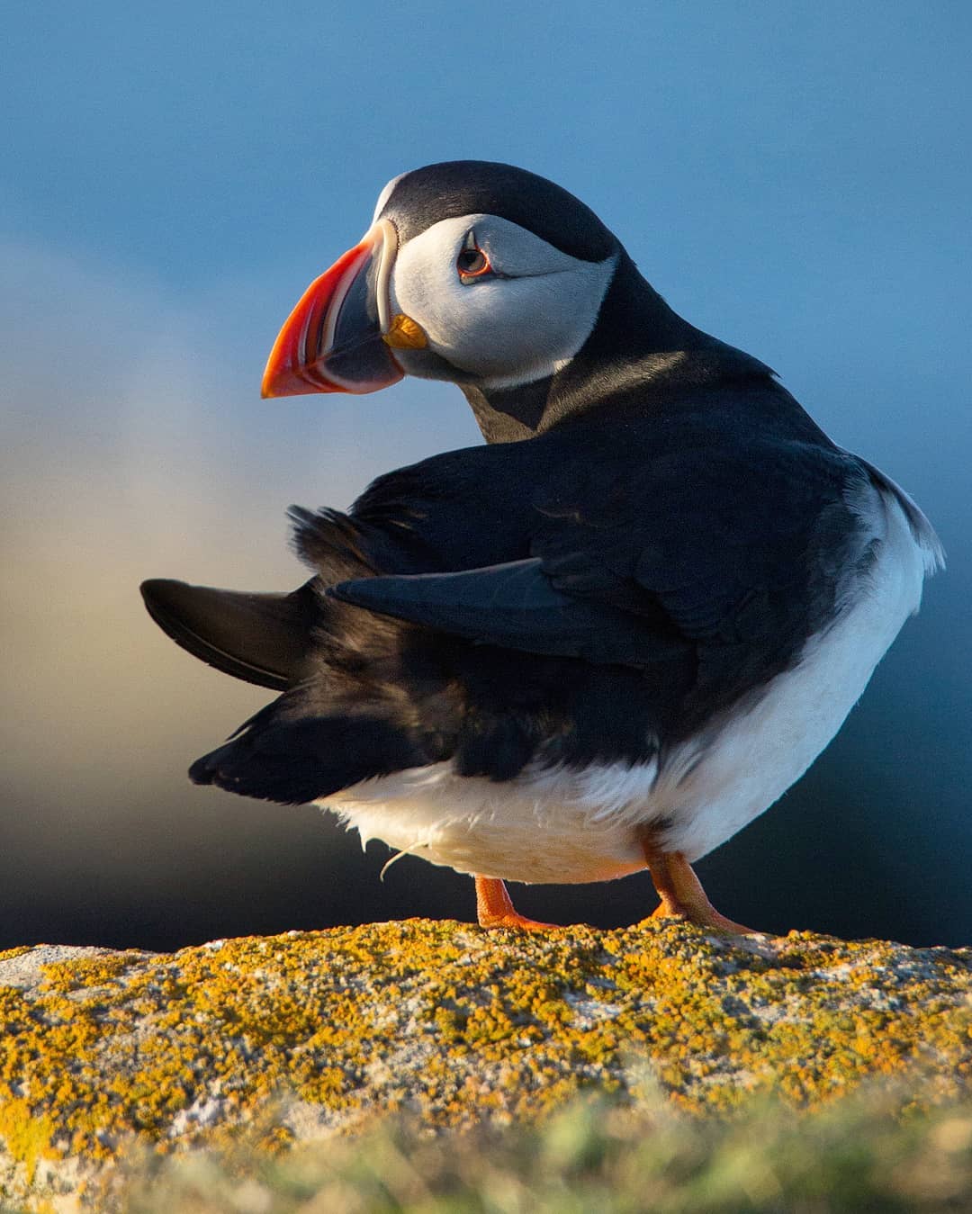 You can go observe the endearing Atlantic puffin, but time may be