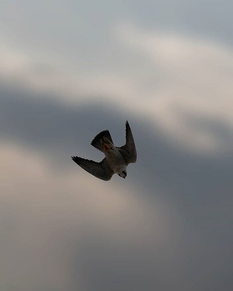 Peregrine Falcons: Condo Visitors - STEVEBRUNO